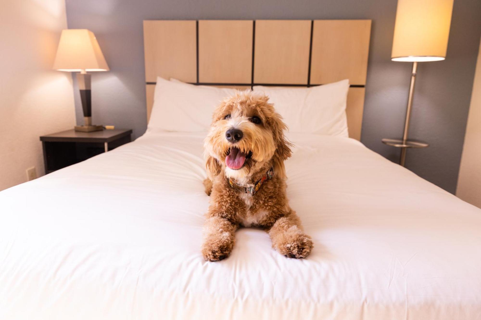 Sonesta Simply Suites Parsippany Morris Plains Extérieur photo
